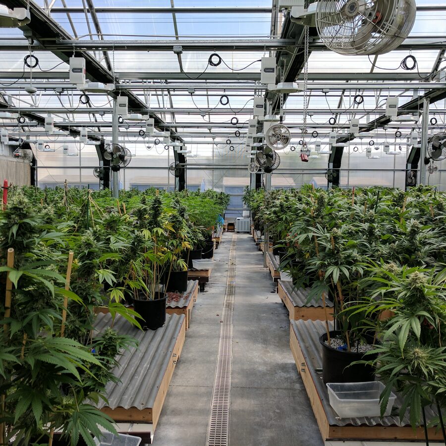 Rangées de plants de cannabis cultivés sous serre (greenhouse)