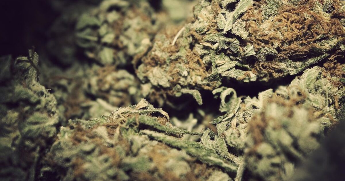 Gros plan macro sur des têtes de fleurs de CBD couvertes de résine, illustration des jauges Tête Corps et Force